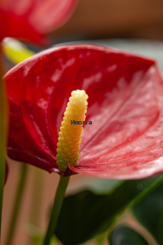 Антуриум Даймонд Ред фото 5