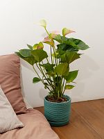 Антуриум Фэнтэзи Лав