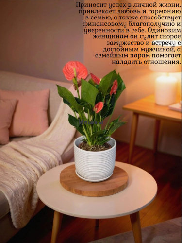 Антуриум Изи Оранж (Мужское счастье) фото 4