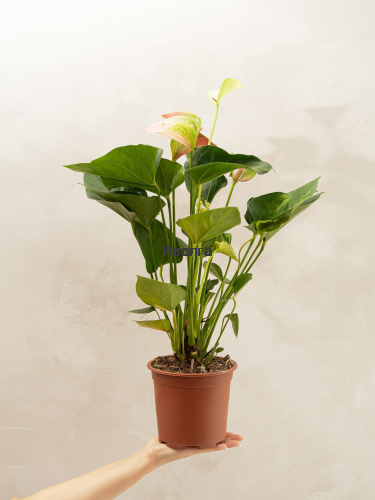 Антуриум Фэнтэзи Лав фото 4